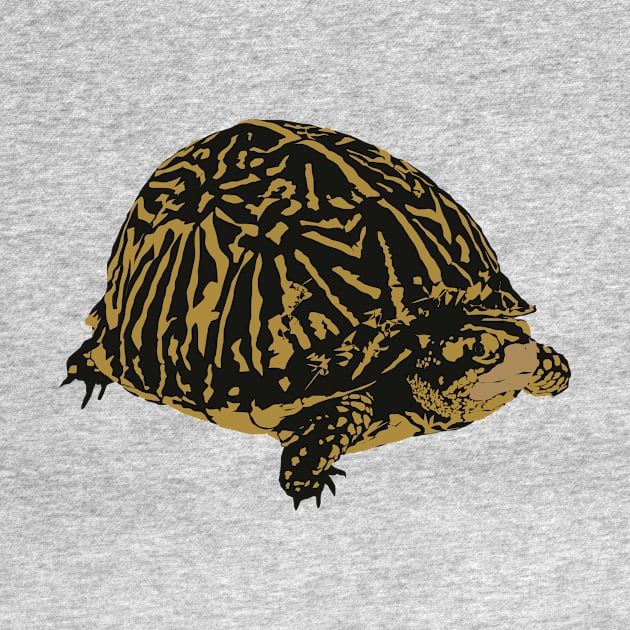 Florida Box Turtle by stargatedalek